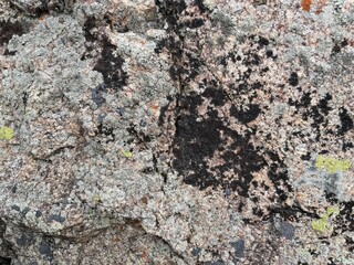 intricate lichen texture on weathered rock with orange and gray hues, perfect for background,...
