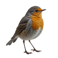 robin isolated on white background