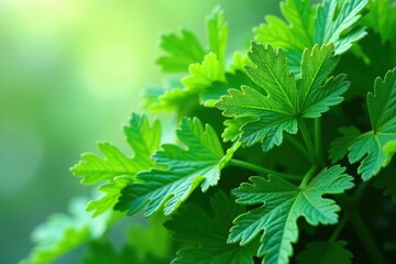 Intricate parsley leaf design, natural green hues, bright, food, botanical