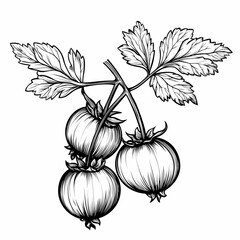 gooseberry graphic, black outline engraving on white background