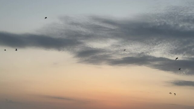 Pre-Dawn Sky Bird Flock In Flight