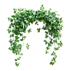 Lush Green Ivy Vines, Hanging Plants, Greenery Clipping, Botanical Illustration, Foliage Decoration