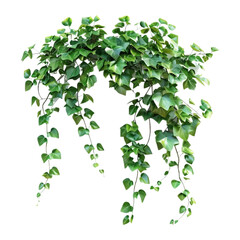 Lush Green Ivy Vines, Hanging Plants, Foliage, Nature Photography, Botanical Image