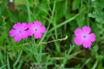 Close-up of vibrant pink flowers in a green field wallpaper