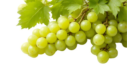 Green grapes on transparent background
