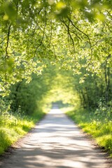 Fototapeta premium tree-lined path surrounded by budding branches inviting viewer into scene of springtime renewal