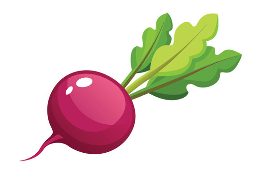 red radish with green leaves on white clip art preview