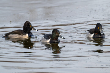 Ring-necked ducks swimming in a lake.
