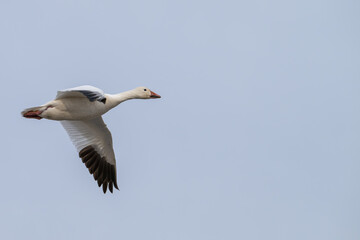 Snow goose in flight against a blue sky.