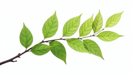 Fototapeta premium A curved branch with leaves against a white background, twigs, branch