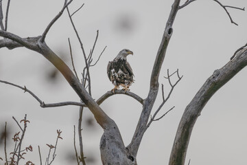 Juvenile bald eagle perched in a tree.