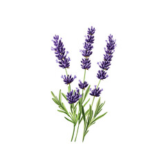 Fototapeta premium Aromatic Lavender Sprigs A Trio of Purple Flowers
