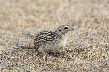 Thirteen-lined Ground Squirrel