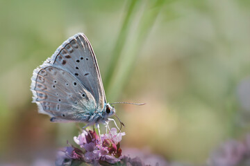 Meleager's blue butterfly - Polyommatus daphnis