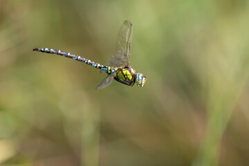 Southern blue hawker male - Aeshna cyaena