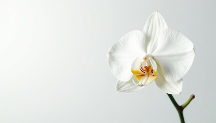 Delicate white orchid blossom against pure white backdrop, background, white, elegant