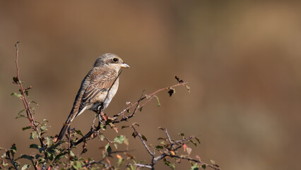 Red-backed shrike female - Lanius collurio