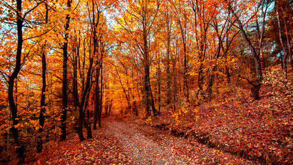 Fototapeta premium Road in the autumn forest. Autumn forest landscape.