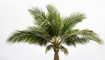 palm tree cut out on white background