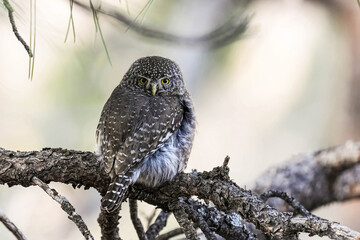 Northern Pygmy Owl - Colorado