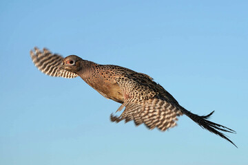 Ring-necked Pheasant Hen - Colorado