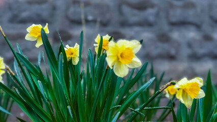 In a garden adorned with a textured stone wall, vibrant yellow daffodils are beautifully blooming, despite the rainy days gloom