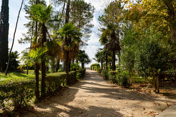 Old trees on the embankment in a tropical park by the sea in Gagra, Abkhazia. Promenade with palm trees. Summer vacation,