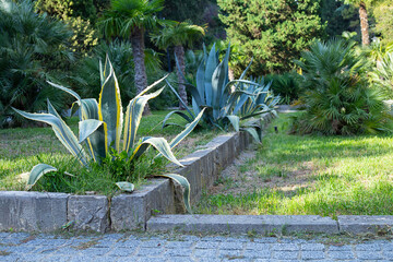 View of South park with tropical trees