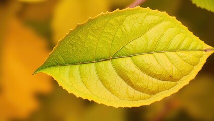 Close-up of a lush green autumn leaf, natural beauty