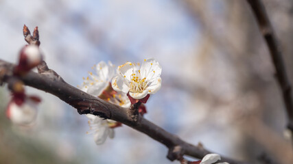 White blossom apricot tree closeup