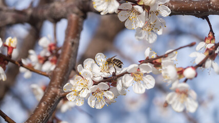 A bee collects nectar from a flowering apricot tree on a sunny day