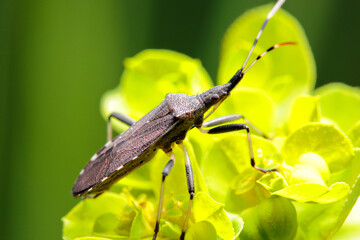 squash bug
