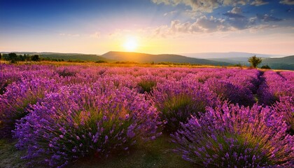 Obraz premium sunset on meadow of lavender