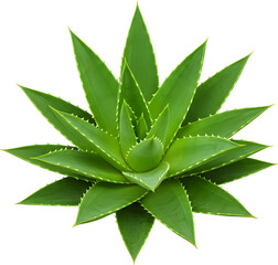 aloe vera plant isolated