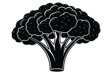 Vector illustration of broccoli isolated on white background. Healthy food or vegan and vegetarian theme. Fresh organic farm vegetables.