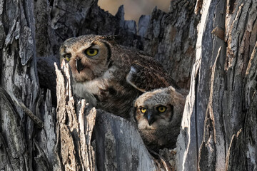 Great horned owl - Colorado