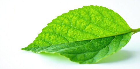 Fototapeta premium Green leaf isolated on white background with delicate veins and texture, flower,