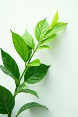 Green leafy plant on white background with subtle texture and natural light, foliage, nature