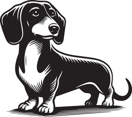 Dachshund Dog Vector Black & White | Silhouette, Clipart, Line Art