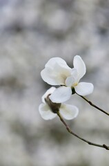 Weißer Magnolia Baum in Bülte, vertikal