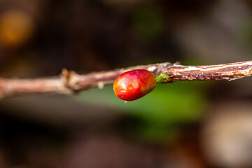 Coffea arabica pertenece a la familia de Rubiaceae.