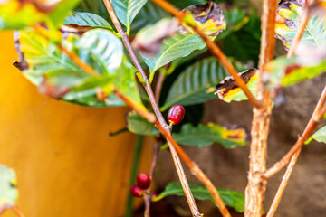 Coffea arabica pertenece a la familia de Rubiaceae.