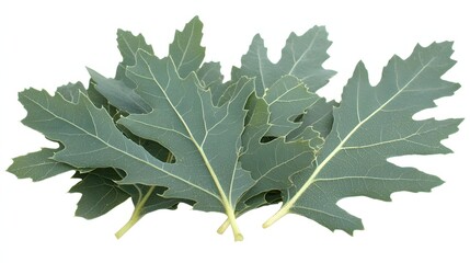 Fresh Green Leaves With Textured Surface Displaying Natural Beauty and Organic Appeal