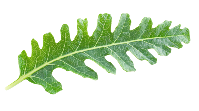 Detailed green arugula leaf isolated on white background