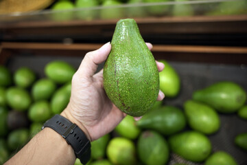 Closeup of man's hand holding fresh and ripe Avocado sold in fruit market.