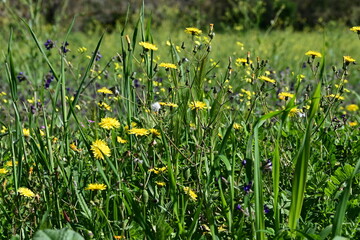 yellow daffodils in the grass