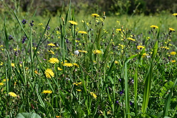 yellow dandelions in the grass