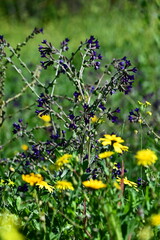 yellow flowers on a green background