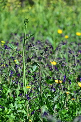wild strawberry plant