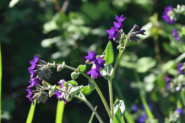 purple flowers in the garden
